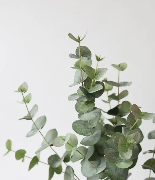 [1000592] PARFUM RECHARGE AROMATIQUE EUCALYPTUS